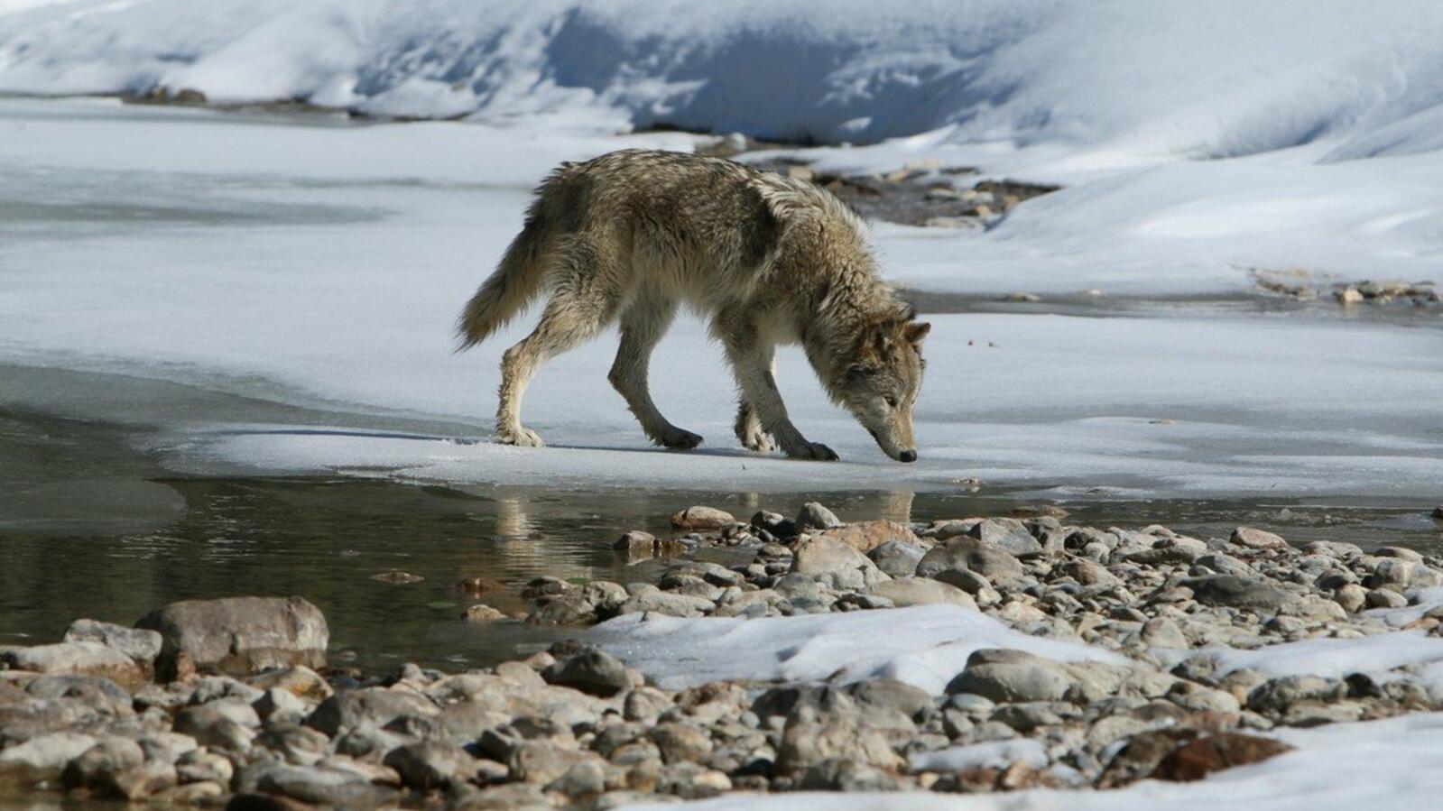 this is a test img alt