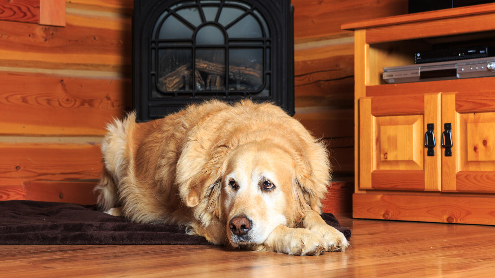 Dog laying comfortable on the floor